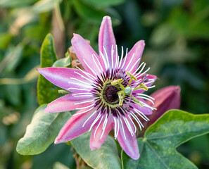 Passiflora