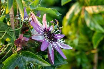 Passiflora 