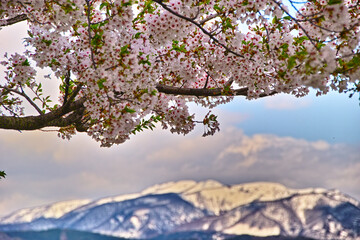 桜と雪山（山形県）

