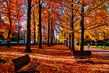 秋の公園（山形）

