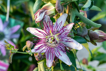 Passiflora 