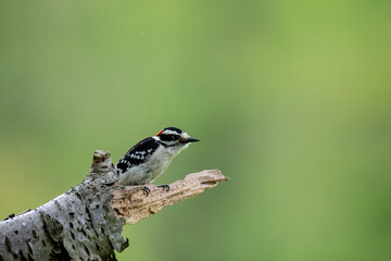 Downy Woodpecker on the end of a branch