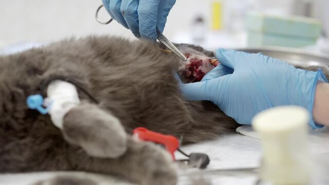 Operation on a cat in a veterinary clinic.