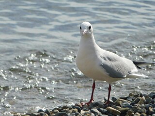湖岸に佇むユリカモメ