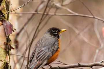 robin on a branch