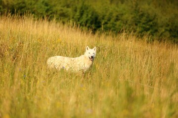 The Hudson Bay wolf (Canis lupus hudsonicus) subspecies of the wolf (Canis lupus) also known as the arctic wolf in the grassland.