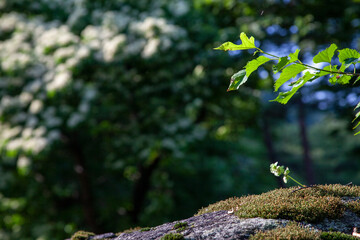 photo of plants growing on rocks
