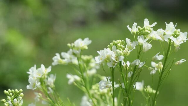 Horseradish white blossom close up