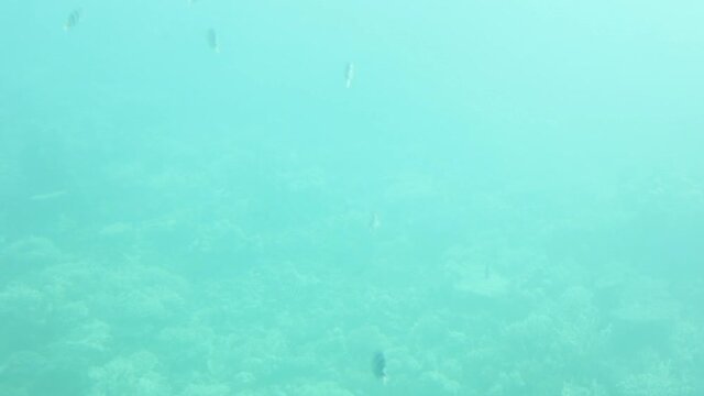 Shoal group of tiny small tropical fish under water in aquarium. Sea ocean marine wildlife animals swimming in blue water. Underwater life. Water nature fauna background wallpaper.