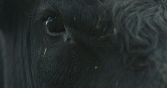 Close up of a cow eye