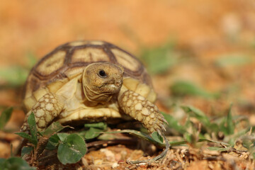 Naklejka premium African Sulcata Tortoise Natural Habitat,Close up African spurred tortoise resting in the garden, Slow life ,Africa spurred tortoise sunbathe on ground with his protective shell ,Beautiful Tortoise 