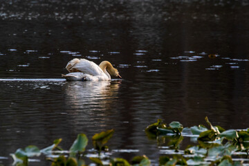 swan in the lake