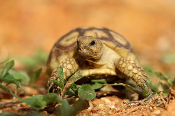 African Sulcata Tortoise Natural Habitat,Close up African spurred tortoise resting in the garden, Slow life ,Africa spurred tortoise sunbathe on ground with his protective shell ,Beautiful Tortoise
