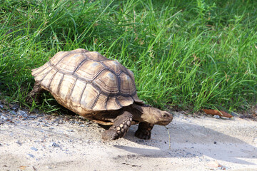 African Sulcata Tortoise Natural Habitat,Close up African spurred tortoise resting in the garden, Slow life ,Africa spurred tortoise sunbathe on ground with his protective shell ,Beautiful Tortoise
