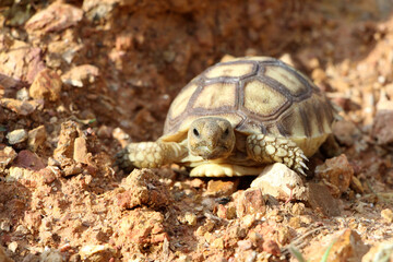 African Sulcata Tortoise Natural Habitat,Close up African spurred tortoise resting in the garden, Slow life ,Africa spurred tortoise sunbathe on ground with his protective shell ,Beautiful Tortoise
