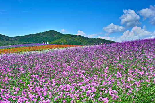 187,022 件の最適な 花園 画像、ストック写真、ベクター | Adobe Stock