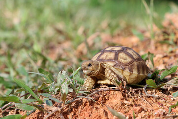 African Sulcata Tortoise Natural Habitat,Close up African spurred tortoise resting in the garden, Slow life ,Africa spurred tortoise sunbathe on ground with his protective shell ,Beautiful Tortoise
