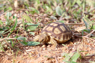 African Sulcata Tortoise Natural Habitat,Close up African spurred tortoise resting in the garden, Slow life ,Africa spurred tortoise sunbathe on ground with his protective shell ,Beautiful Tortoise
