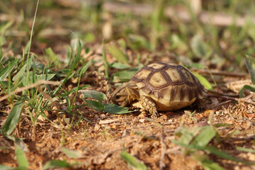 African Sulcata Tortoise Natural Habitat,Close up African spurred tortoise resting in the garden, Slow life ,Africa spurred tortoise sunbathe on ground with his protective shell ,Beautiful Tortoise
