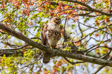 red tailed hawk