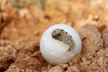 Obraz premium Africa spurred tortoise being born, Tortoise Hatching from Egg, Cute portrait of baby tortoise hatching, Birth of new life,Natural Habitat