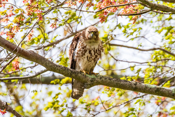 hawk
