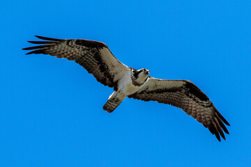 osprey in flight