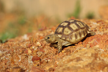 African Sulcata Tortoise Natural Habitat,Close up African spurred tortoise resting in the garden, Slow life ,Africa spurred tortoise sunbathe on ground with his protective shell ,Beautiful Tortoise
