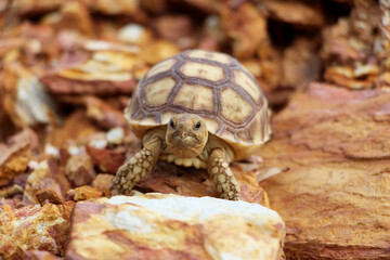 African Sulcata Tortoise Natural Habitat,Close up African spurred tortoise resting in the garden, Slow life ,Africa spurred tortoise sunbathe on ground with his protective shell ,Beautiful Tortoise
