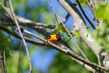 oriole