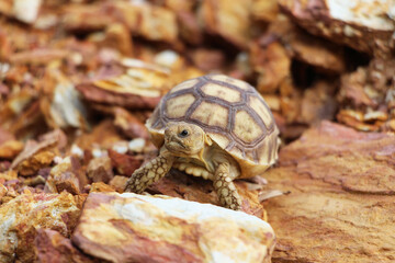 African Sulcata Tortoise Natural Habitat,Close up African spurred tortoise resting in the garden, Slow life ,Africa spurred tortoise sunbathe on ground with his protective shell ,Beautiful Tortoise
