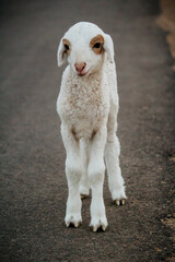 Close Up of Cute White indian Sheep