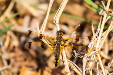 dragonfly on a branch