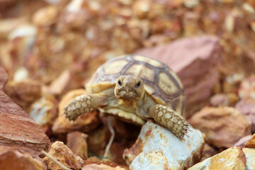 African Sulcata Tortoise Natural Habitat,Close up African spurred tortoise resting in the garden, Slow life ,Africa spurred tortoise sunbathe on ground with his protective shell ,Beautiful Tortoise
