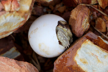 Africa spurred tortoise being born, Tortoise Hatching from Egg, Cute portrait of baby tortoise hatching, Birth of new life,Natural Habitat