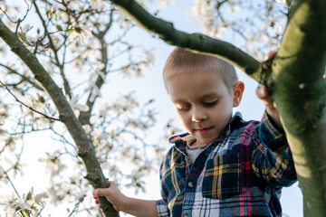 A boy hangs on a branch of a blossoming magnolia tree and looks down.