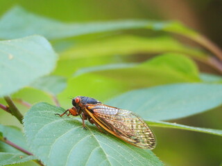 brood X cicadas on leaves