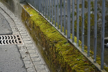 wall with moss and fence