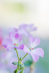 Fototapeta na wymiar ベランダのゼラニウム。透明感のあるように撮影。ゼラニウムの花言葉は「尊敬」「信頼」。ピンクの花言葉は「決心」「決意」