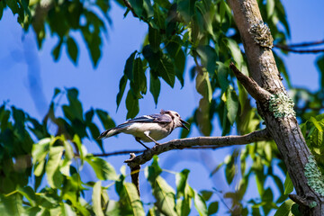 bird on a tree