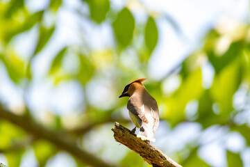 bird on a branch