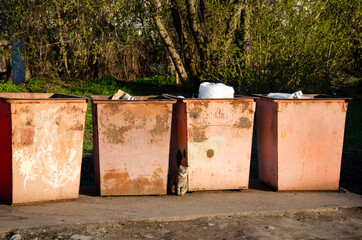 Abandoned animals concept. Homeless cat sits near trash containers in the city. Portrait of street animal in its natural habitat. Contamination of nature with human waste.