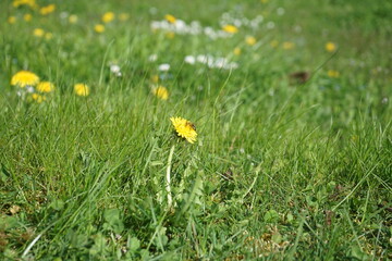 close up of grass in spring