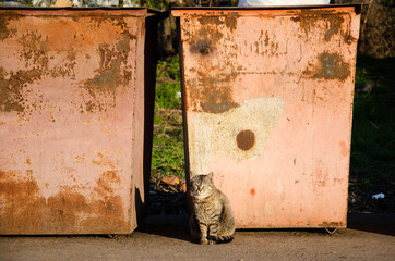 Homeless cat sits near trash containers in the city. Portrait of street animal in its natural habitat. Abandoned animals concept. Contamination of nature with human waste.