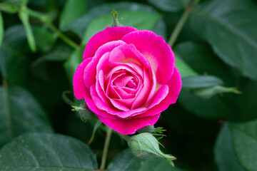 pink rose in garden