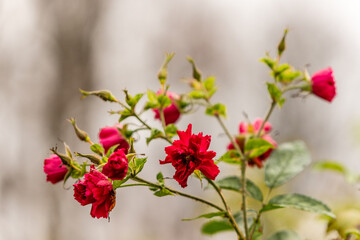 Branch of wild rose blooming in late autumn sunny day. Rugosa Rose flowers blossom at grey background. Last buds of Murray rose during bright day at fall.