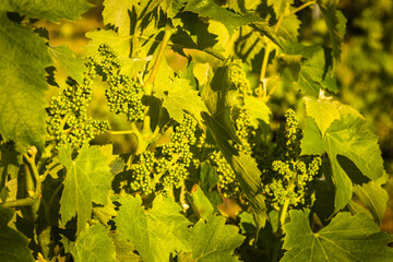 Young grape flower buds on the vine