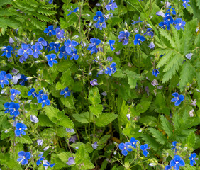 blue wildflowers on the field