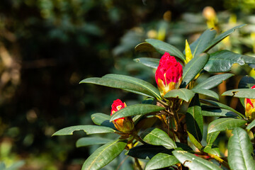 Obraz na płótnie Canvas Red unopened rhododendron flower. Red rhododendron flower buds prepare to bloom in the spring sunshine. Opening red rhododendron buds in springtime