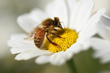 bee on flower